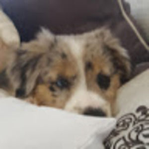 Meet your Posher, Lacey